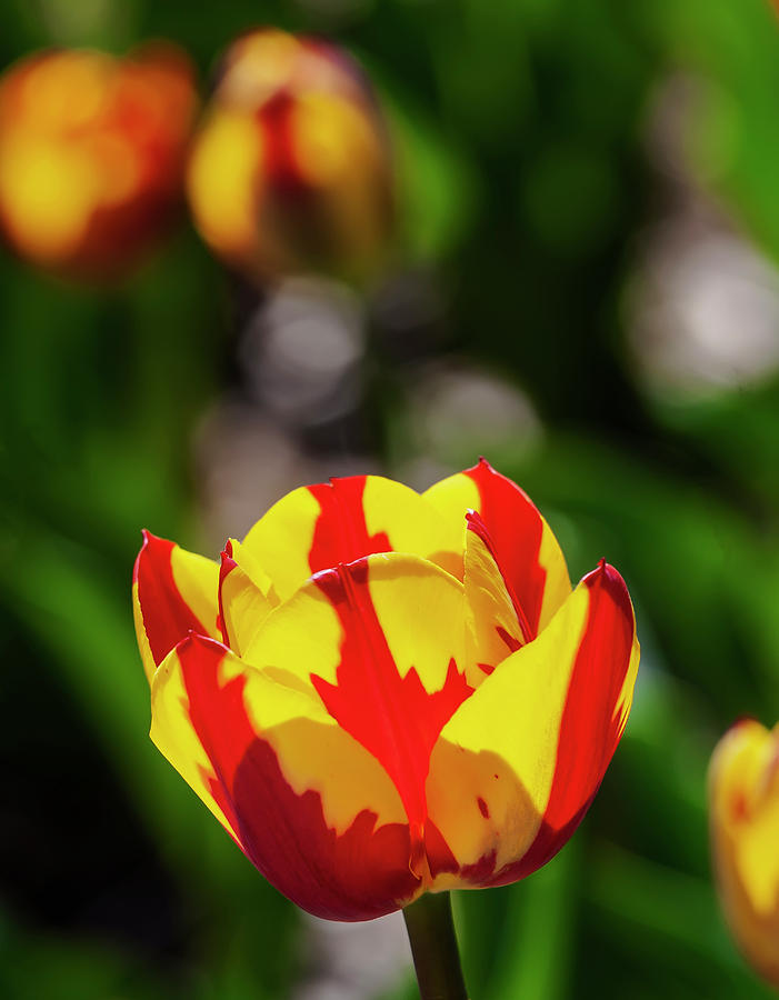 Tulip by Robert Ullmann Tulip by Robert Ullmann
