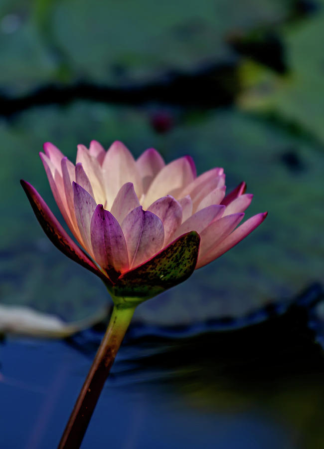 Water Lily #56 Photograph by Robert Ullmann