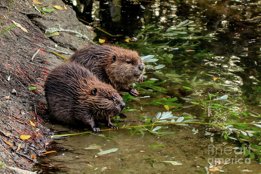 Amateur beaver photos — photo 10