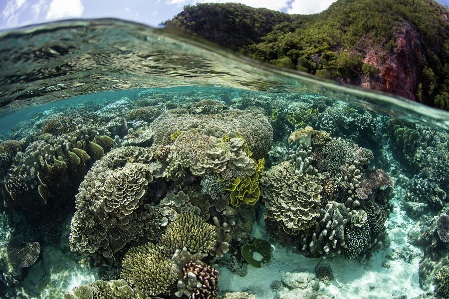 A Beautiful Coral Reef Thrives Photograph By Ethan Daniels - Pixels