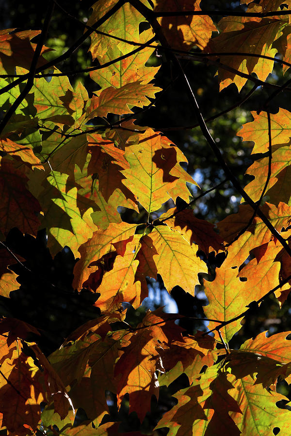 Fall Leaves #57 Photograph by Robert Ullmann