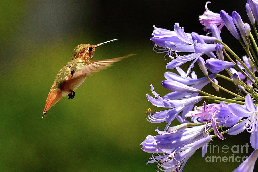Hummingbird #57 Photograph by Marc Bittan