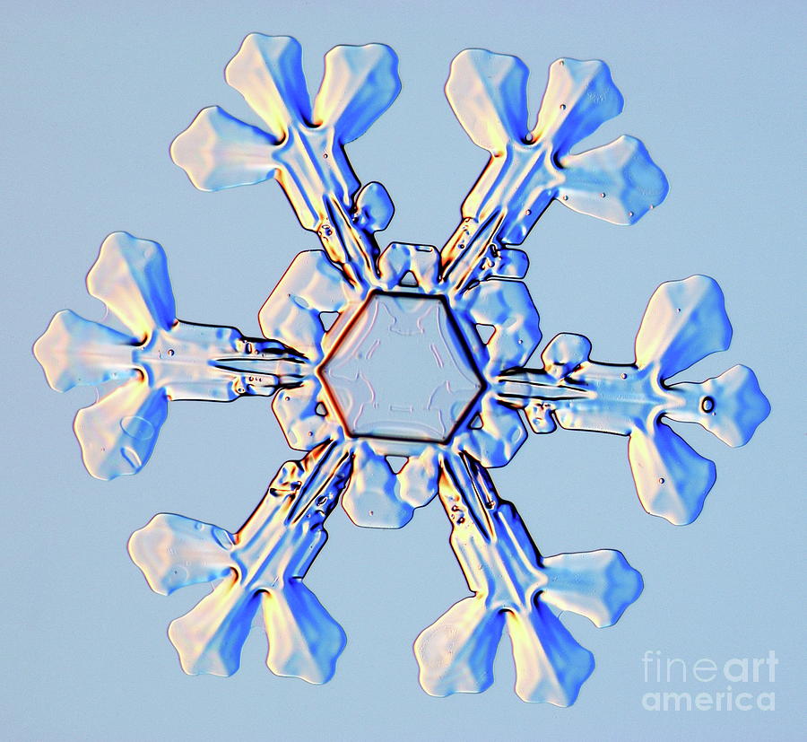 Snowflake Sequins Metal Print by Gustoimages/science Photo Library
