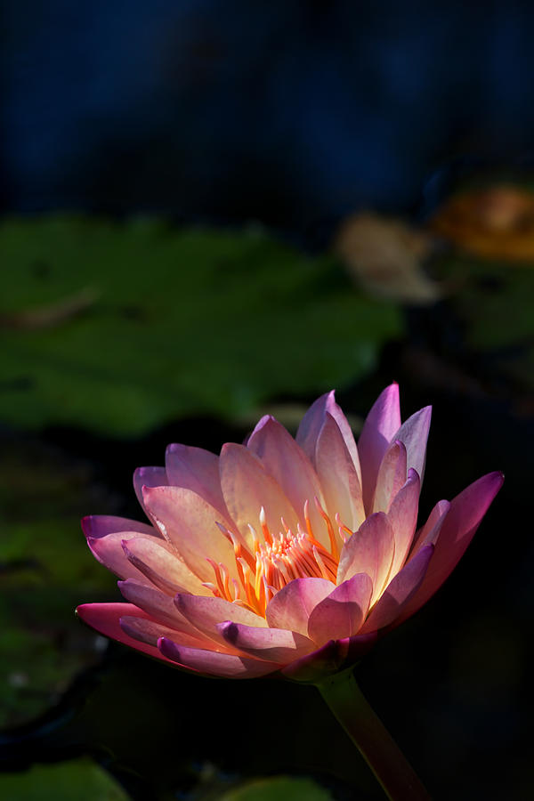 Water Lily #57 Photograph by Robert Ullmann