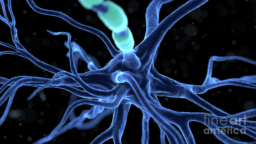Human Nerve Cell #58 Photograph by Sebastian Kaulitzki/science Photo Library