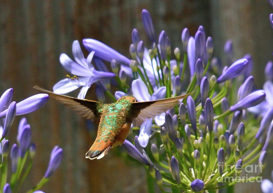 Hummingbird #58 Photograph by Marc Bittan