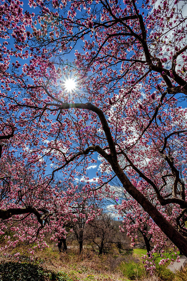 Magnolias #58 Photograph by Robert Ullmann