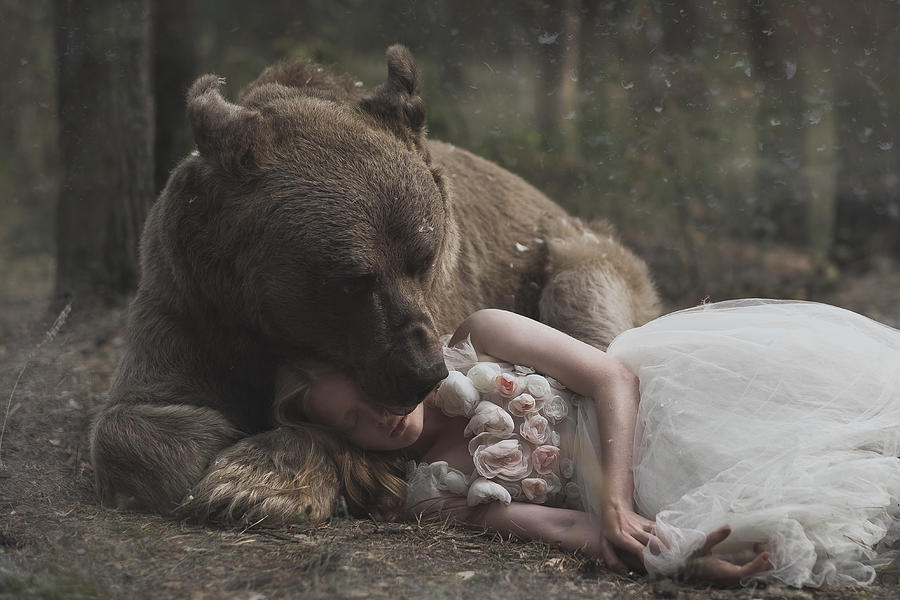 Bear Photograph - * #59 by Olga Barantseva