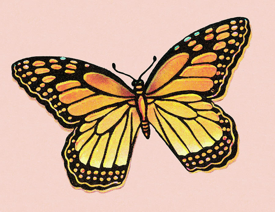 Butterfly Drawing - Butterfly #59 by CSA Images