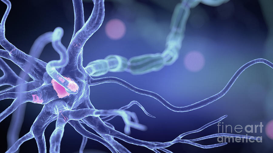 Human Nerve Cell #59 Photograph by Sebastian Kaulitzki/science Photo Library