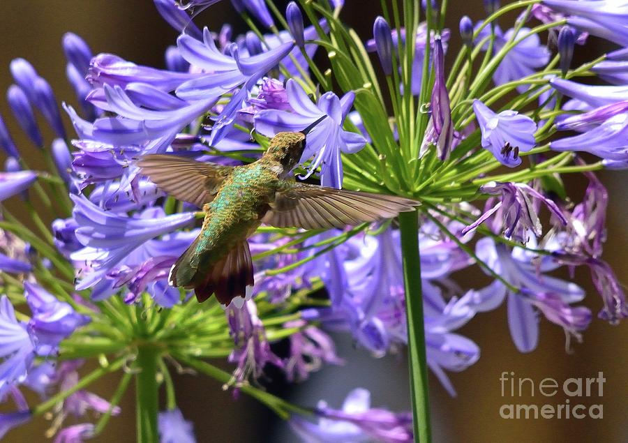 Hummingbird #59 Photograph by Marc Bittan