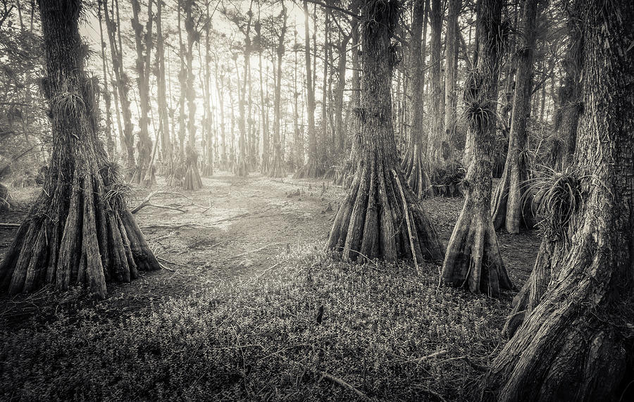 untitled by Bill Martin untitled by Bill Martin