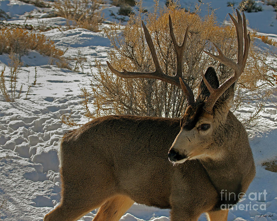 5x6 Mule Deer Buck-Signed-#5584 Photograph by J L Woody Wooden