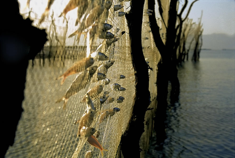 Fish Photograph -  #6 by Arash Karimi