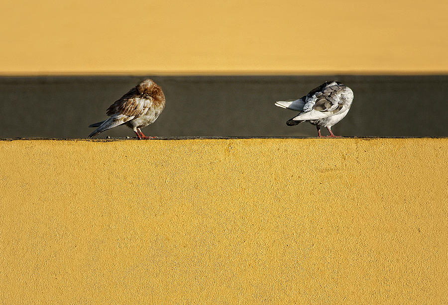 Bird Photograph -  #6 by Elena Arjona