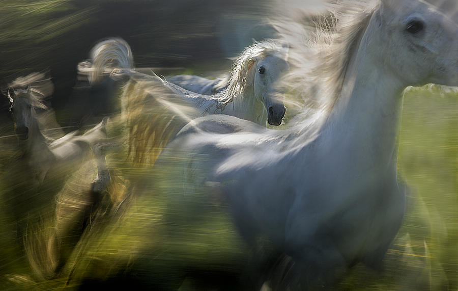 Horse Photograph -  #6 by Milan Malovrh