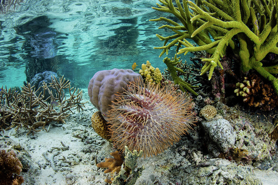 A Crown-of-thorns Sea Star Feeds #6 Photograph by Ethan Daniels