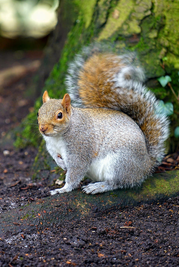 A portrait of a curious squirrel. Photograph by George Afostovremea