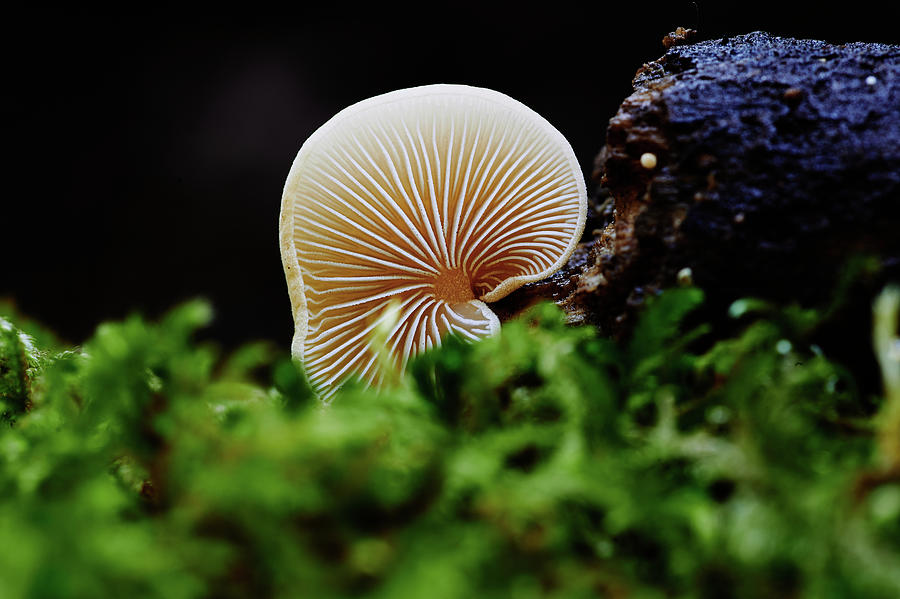 Up Movie Photograph - A Mushroom Group  In Nature #6 by Cavan Images