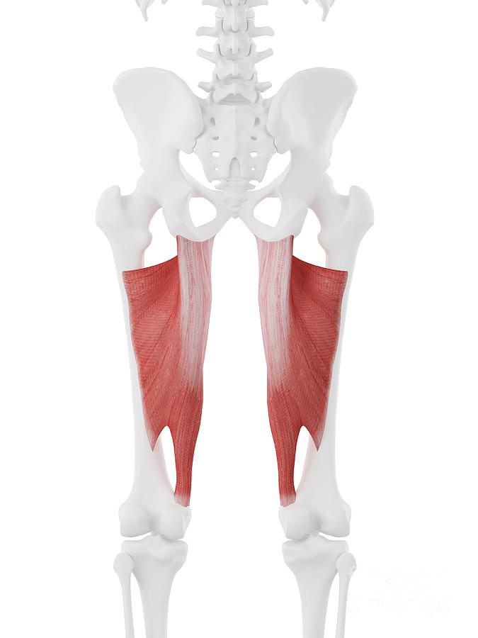 Gluteus Maximus Muscle #6 by Sebastian Kaulitzki/science Photo Library