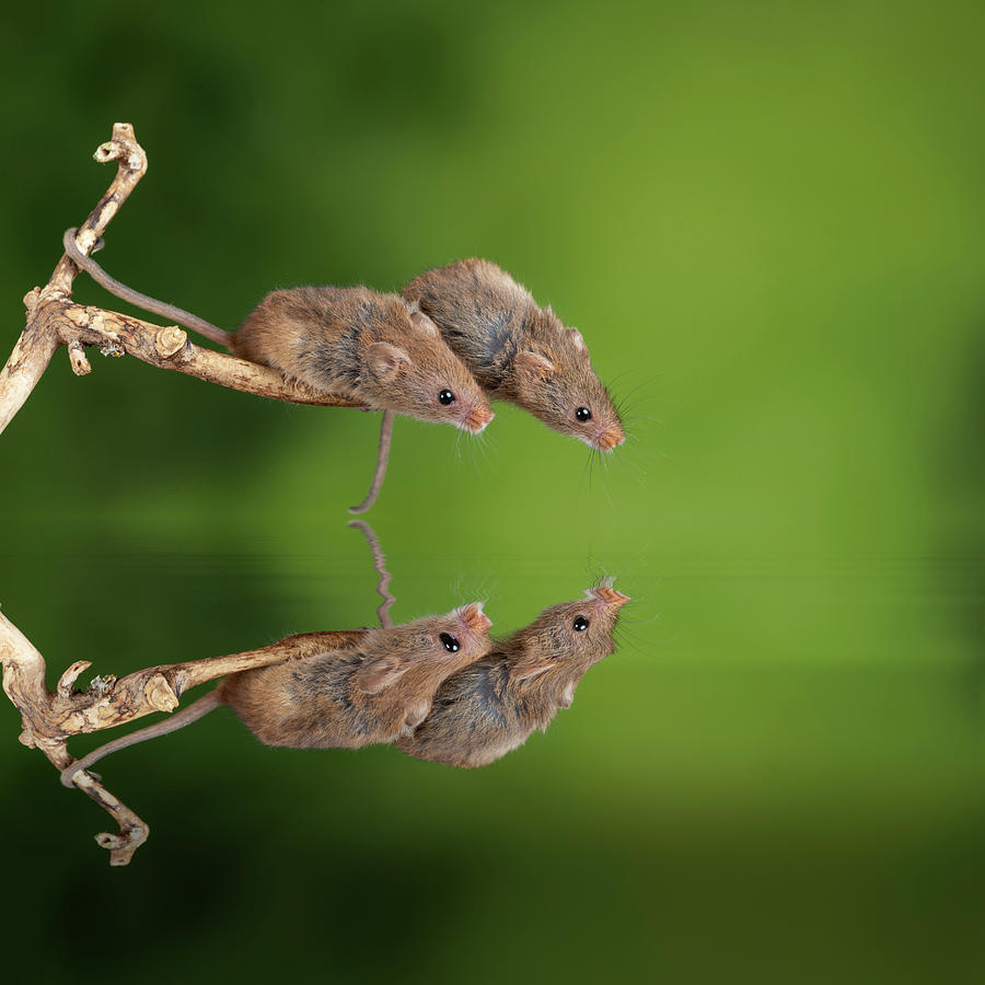 Adorable And Cute Harvest Mice Micromys Minutus On Wooden Stick Photograph