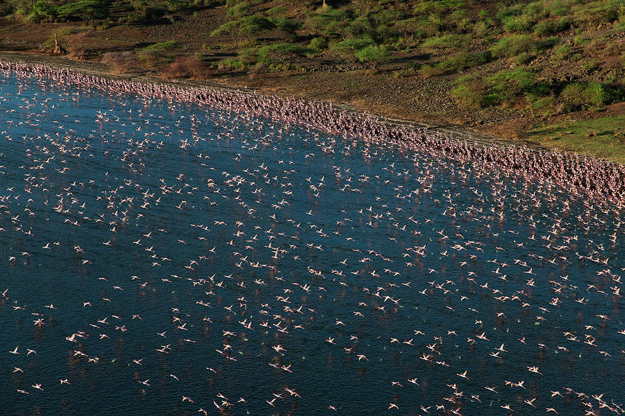 Aerial View Of Lesser Flamingo #6 Photograph by Nhpa