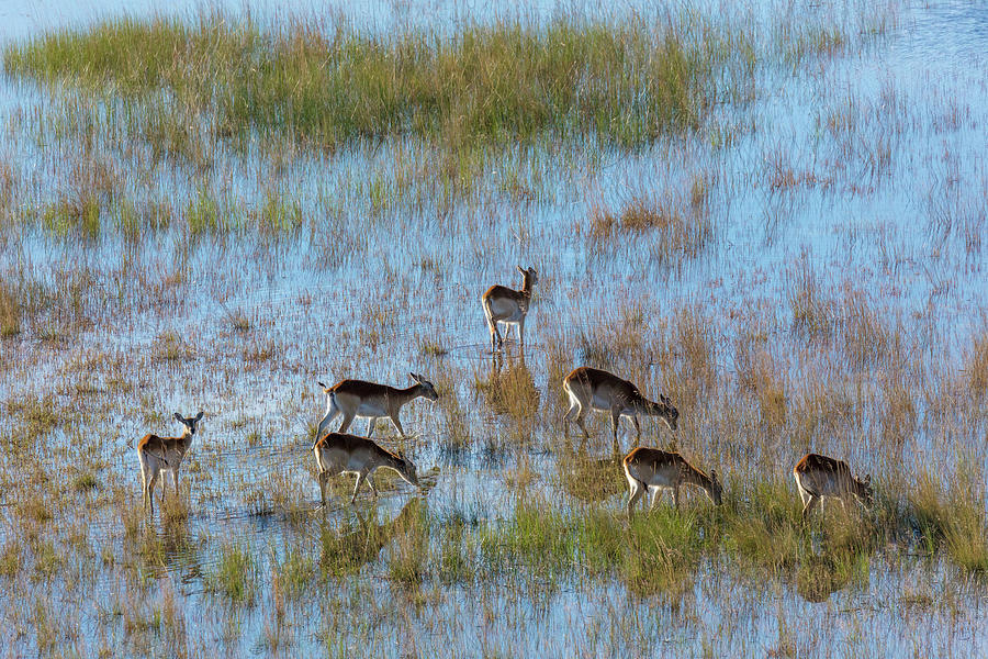 Aerial View Of Red Lechwe (kobus Leche Photograph By Roger De La Harpe 