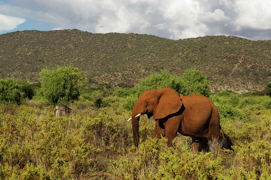 African Elephant Loxodonta Africana Photograph by Ariadne Van Zandbergen African Elephant Loxodonta Africana Photograph by Ariadne Van Zandbergen