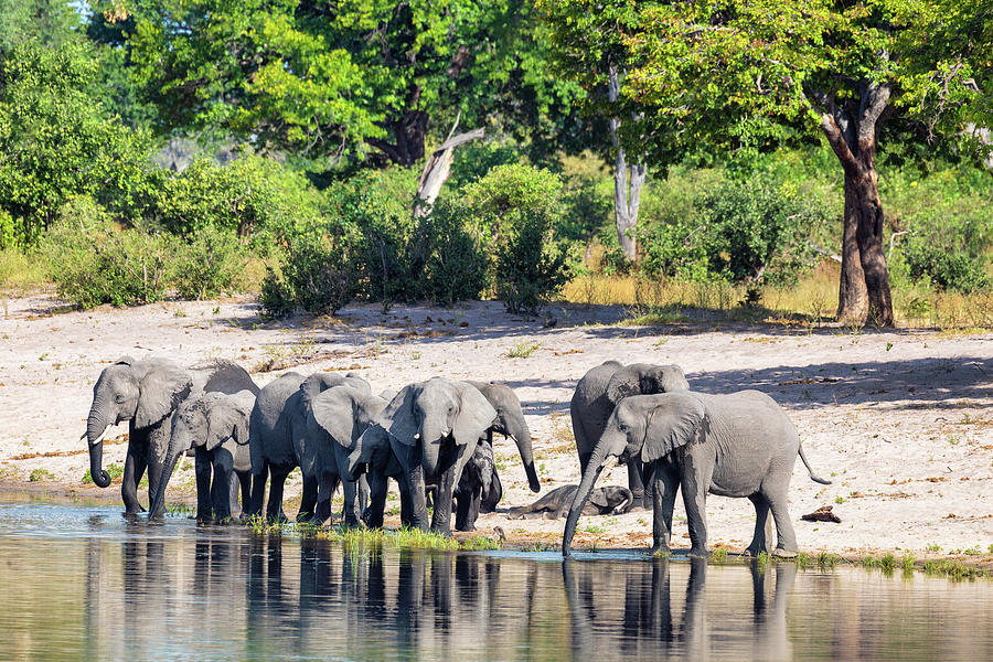 African elephant, Namibia, Africa safari wildlife Photograph by Artush ...