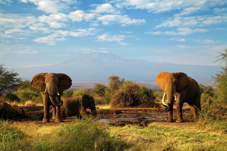 African Elephants #6 Digital Art by Hp Huber