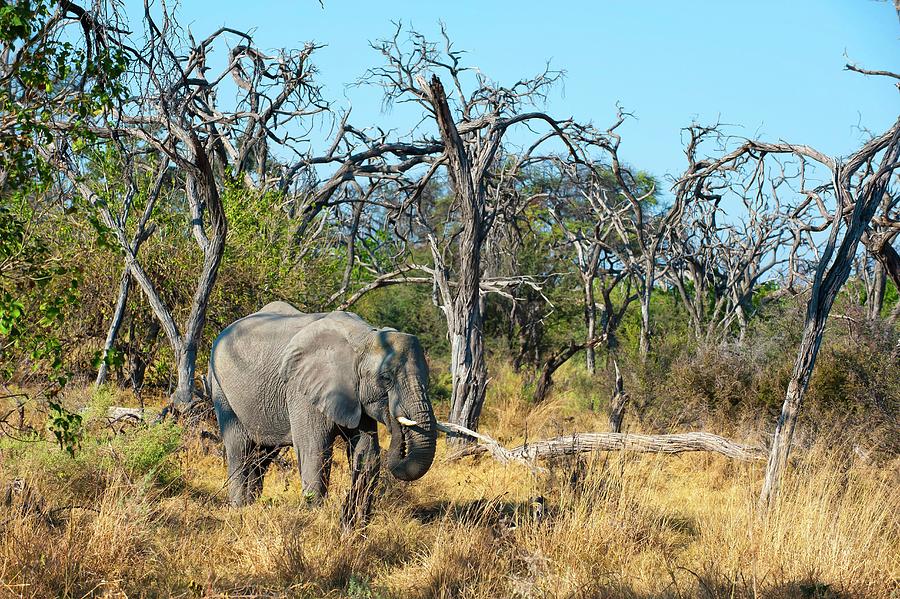 African Elephants #6 Digital Art by Jacana Stock