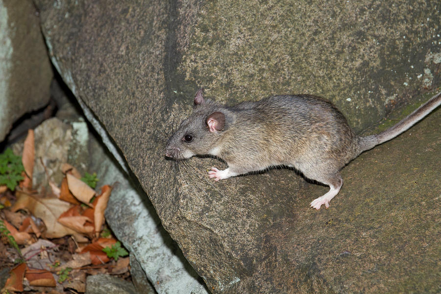 Allegheny Woodrat Neotoma Magister #6 Photograph by David Kenny