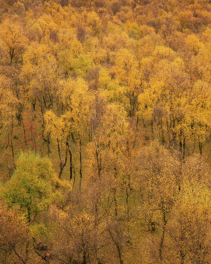 Amazing View Of Silver Birch Forest With Golden Leaves In Autumn Photograph