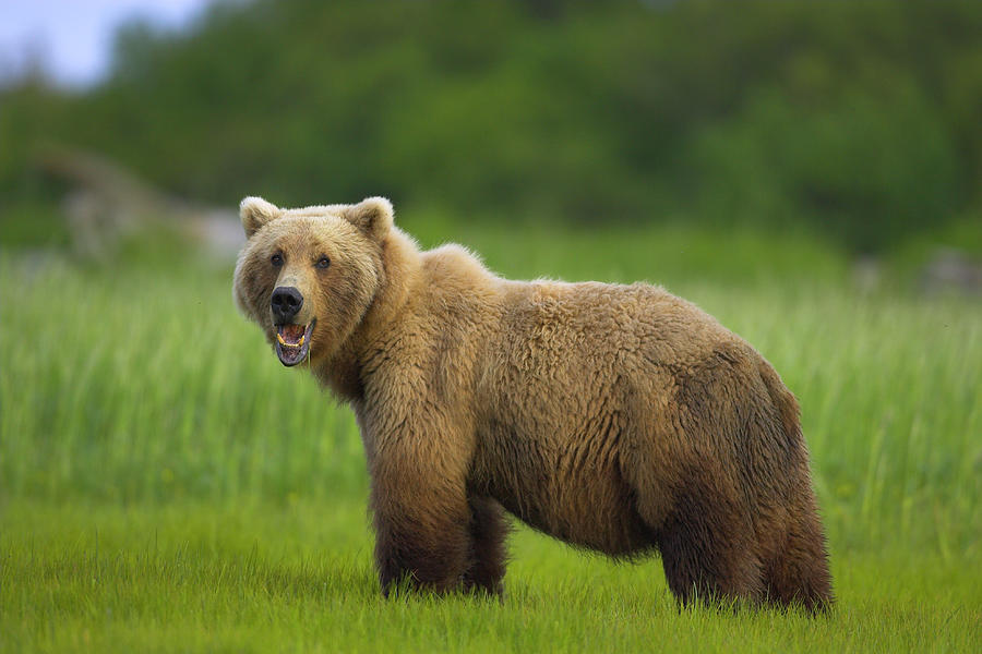 American Brown Or Grizzly Bear Ursus Photograph by Nhpa