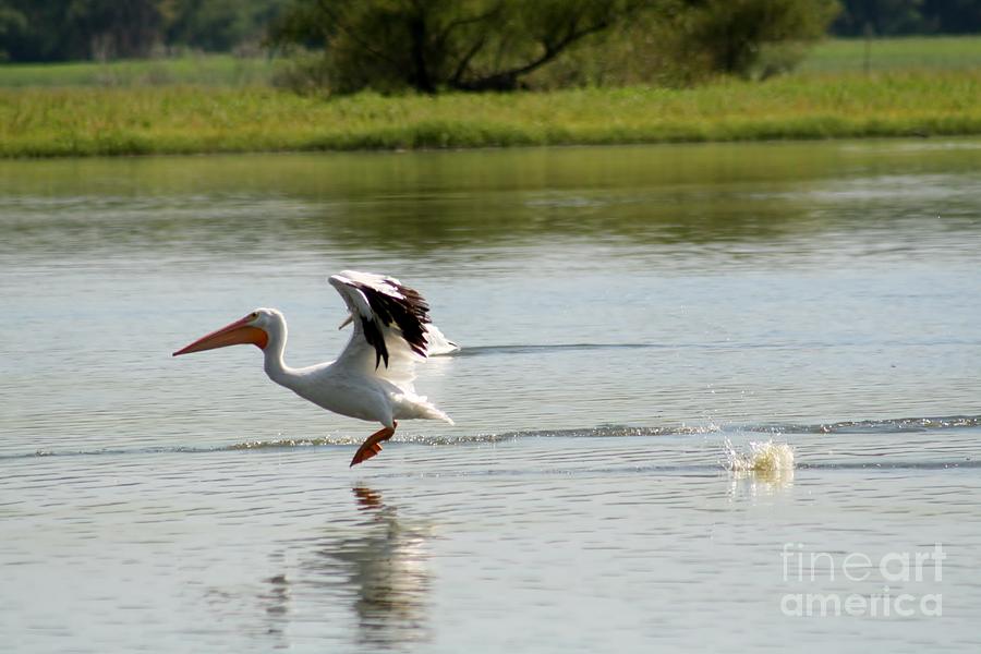 American White Pelican Photograph