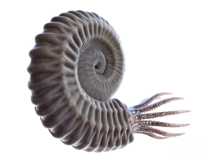 Ammonite Photograph by Sebastian Kaulitzki/science Photo Library - Fine ...