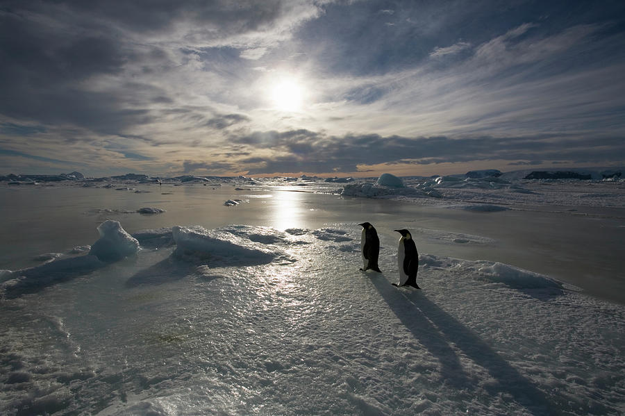 Antarctica, Snow Hill Island, Emperor #6 Photograph by Paul Souders