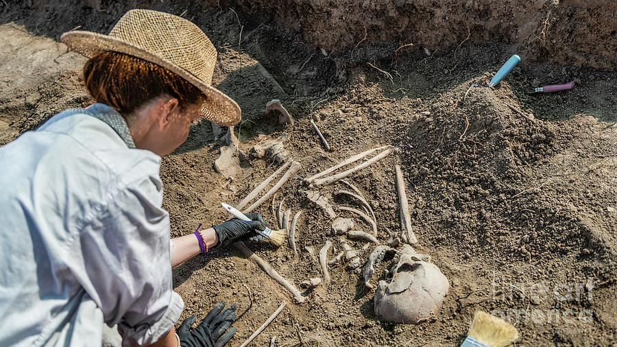 Archaeologist Excavating Skeleton #6 Photograph by Microgen Images/science Photo Library