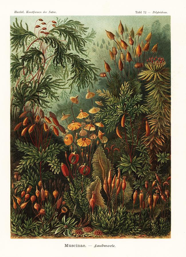 Art Forms in Nature, Kunstformen der Natur, Liepzig, Germany, 1904. #6 Drawing by Album