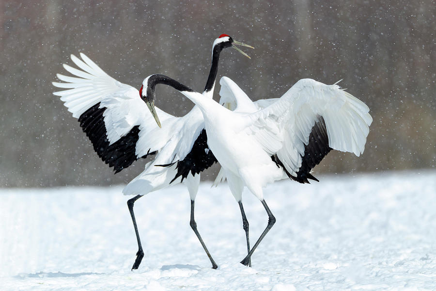 Wildlife Photograph - Asia, Japan, Hokkaido, Kushiro, Akan #6 by Ellen Goff