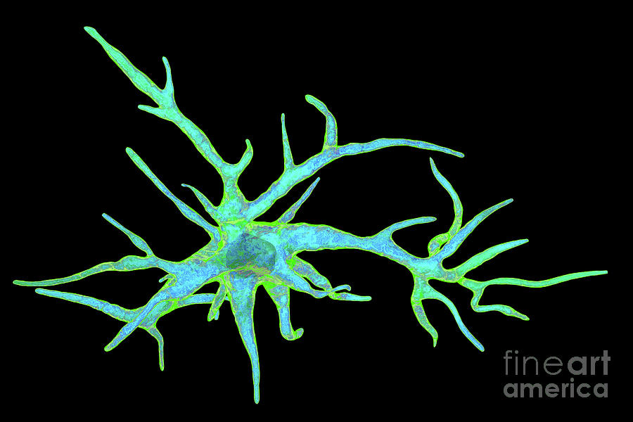 Astrocyte Nerve Cells #6 Photograph by Kateryna Kon/science Photo Library