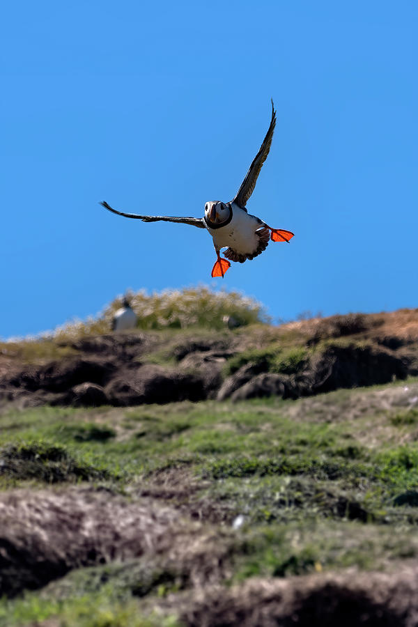 Atlantic Puffin #6 Photograph by Kuni Photography