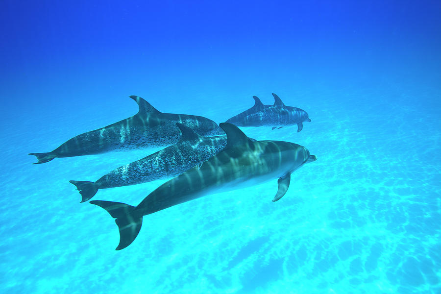 Atlantic Spotted Dolphins, White Sand Photograph by Stuart Westmorland ...