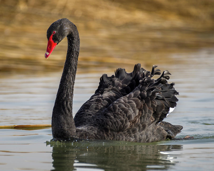 Australian Black Swan Zhangye Wetland Park Gansu China #6 Photograph by Adam Rainoff