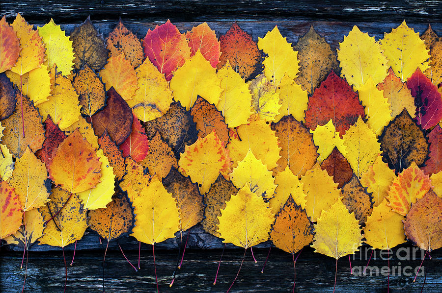 Autumn Birch Leaves  #6 Photograph by Jim Corwin