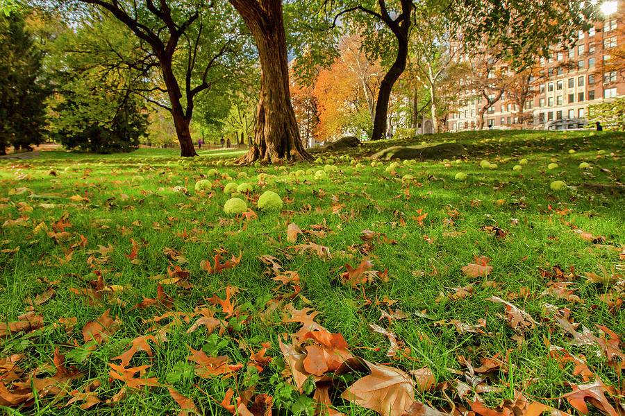 Autumn In Central Park, Manhattan #6 Digital Art by Claudia Uripos