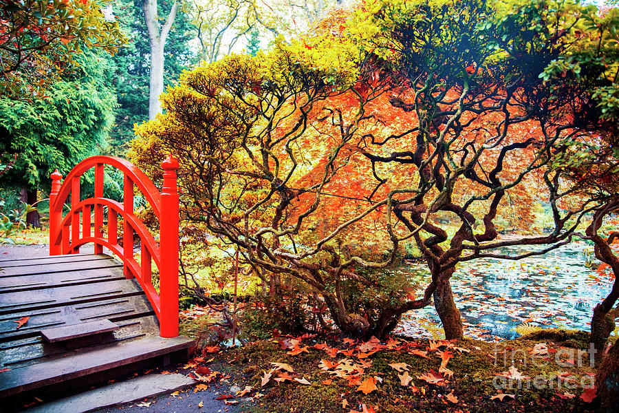 autumn in Japanese park Photograph by Ariadna De Raadt