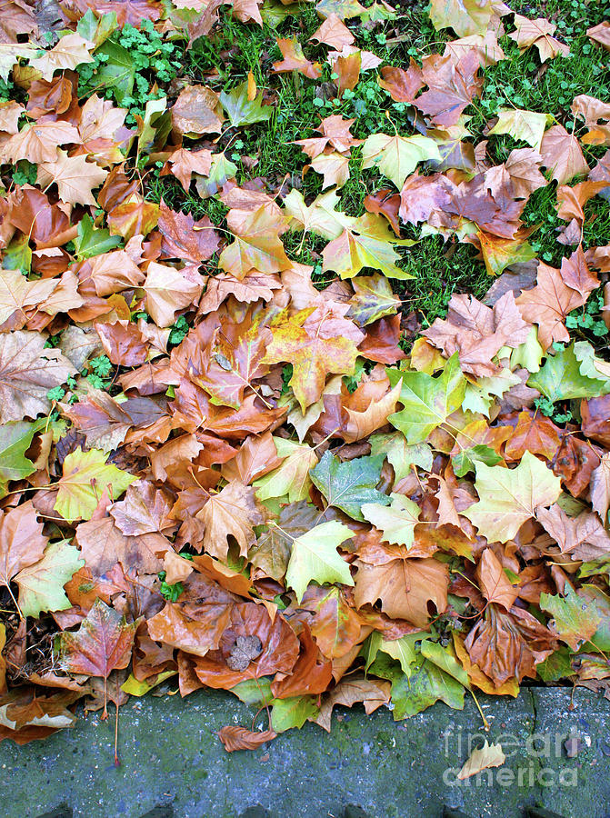 Abstract Photograph - Autumn Leaves Background by Tom Gowanlock Abstract Photograph - Autumn Leaves Background by Tom Gowanlock