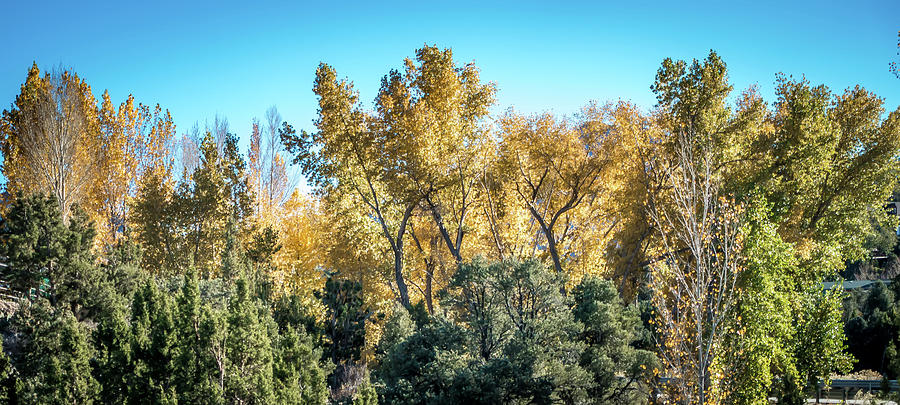 Autumnal Park. Autumn Trees and Leaves. Fall #6 Photograph by Alex Grichenko