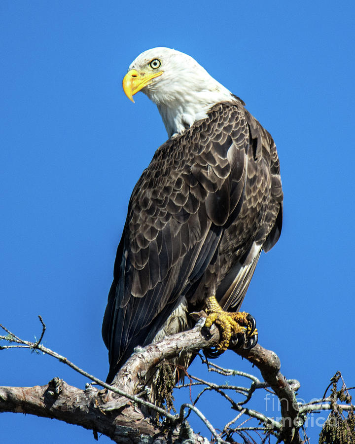 Bald Eagle #6 Photograph by Clay Coleman/science Photo Library